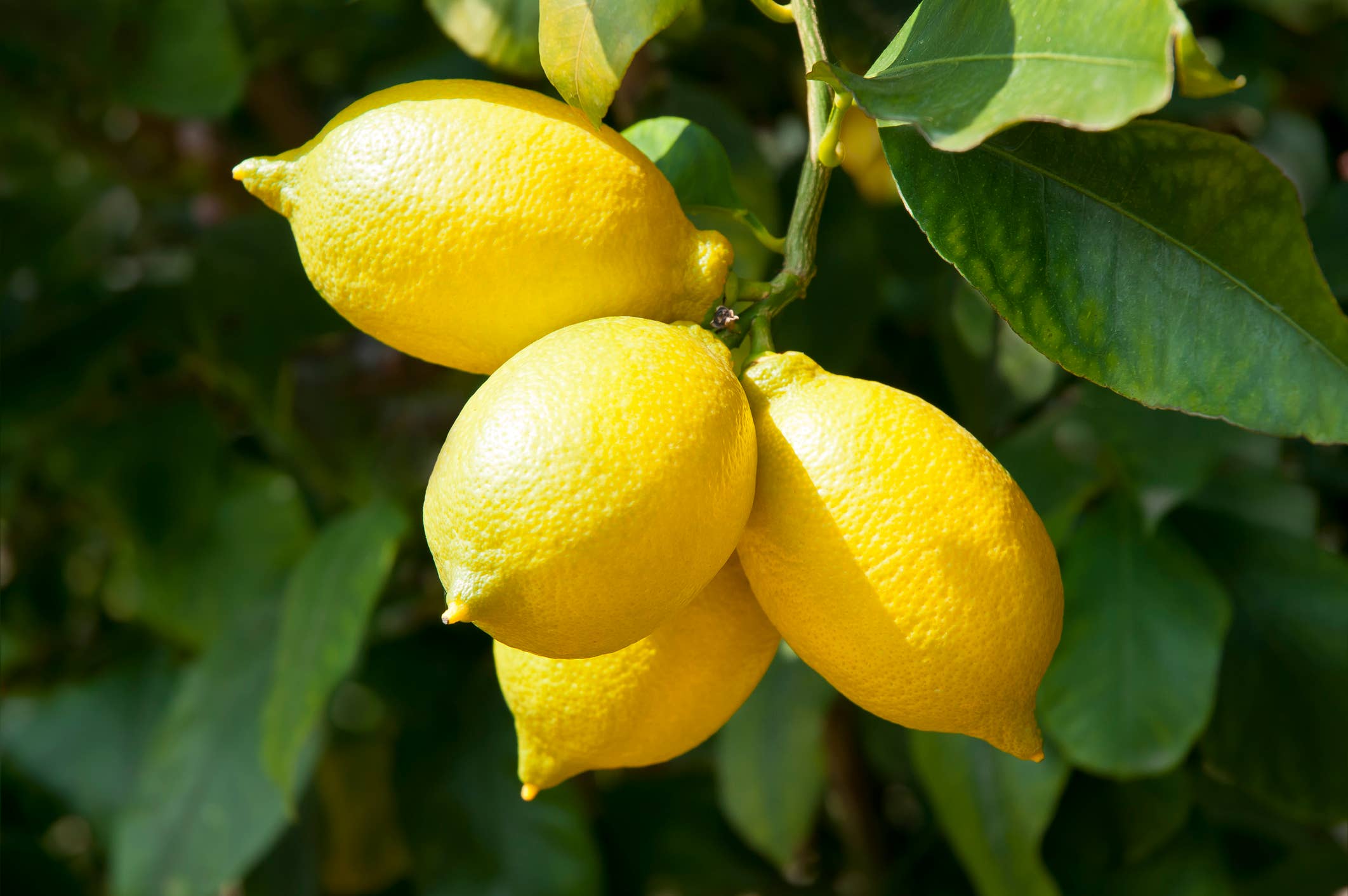 Natural Wholesale - Wholesale Essential Oil - Lemon Essential Oil - 100% Pure | Wholesale Bulk3