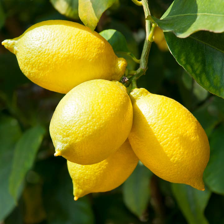 Natural Wholesale - Wholesale Essential Oil - Lemon Essential Oil - 100% Pure | Wholesale Bulk3