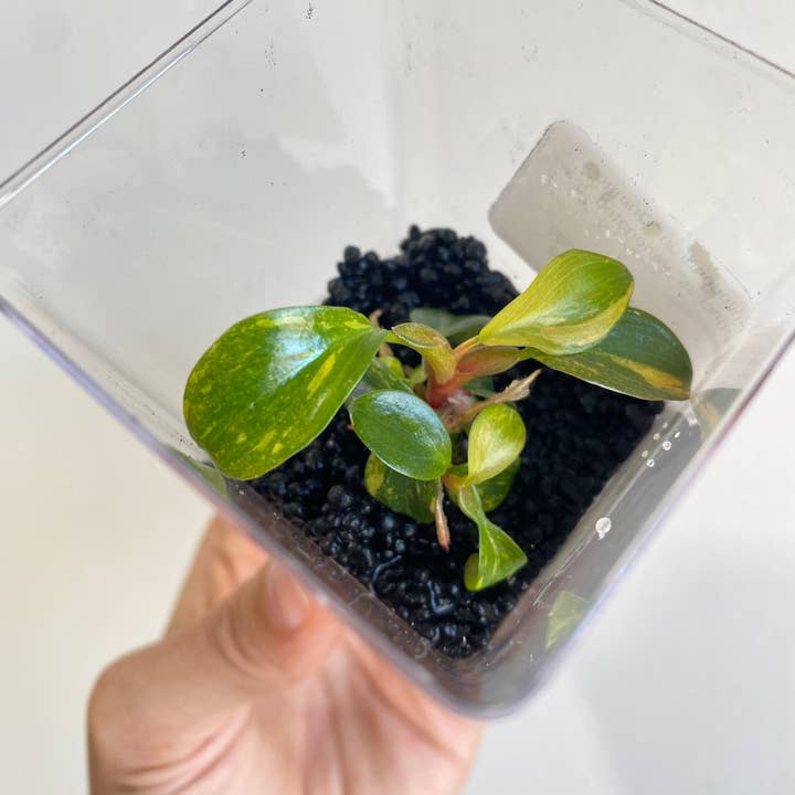 OrchidBox - Wholesale Live Plant - Philodendron "Orange Princess" variegated TC plantlet | Rare Houseplant2