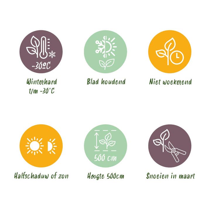 Oasis of Life - Wholesale Live Plant - Emerald Arborvitae Thuja occidentalis β Evergreen Hedge Plant β 6 Plants β 17 cm x H60 cm β Dense, Green Hedge9