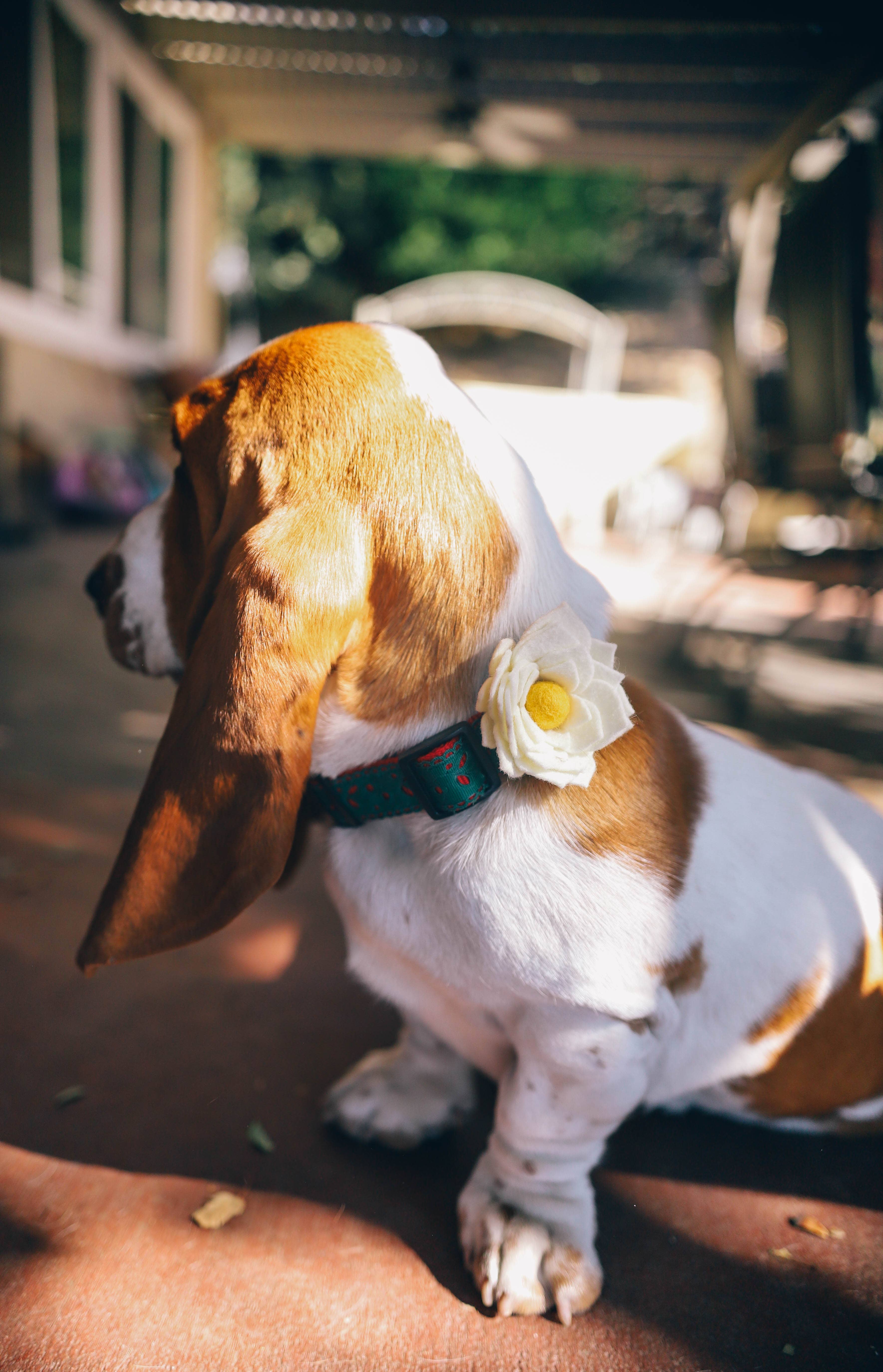 Mimi Green – Großhandel Haustierhalsband – Hund – Joy Holiday Hundehalsband Flower (3 Farben!)2