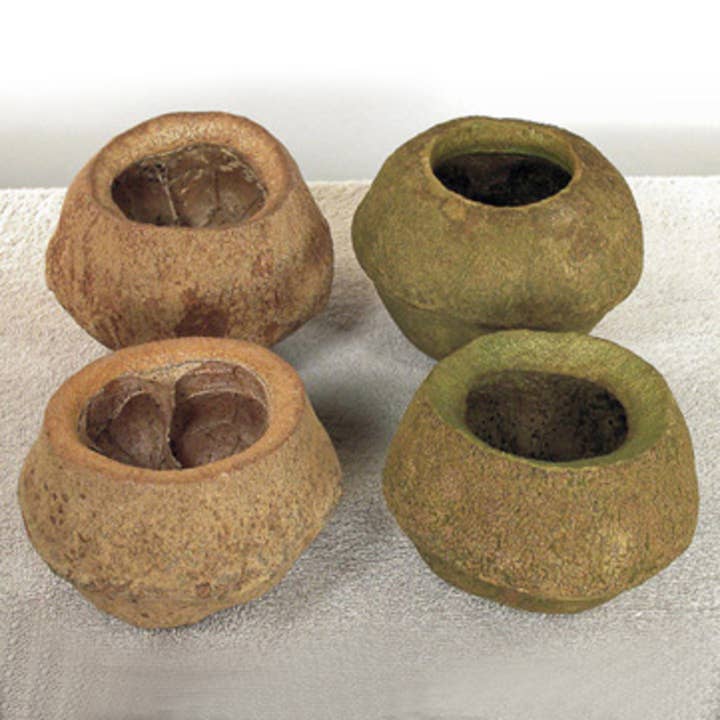 Vickerman 5" Basil Sapa Pod, 3 pack, Dried for wholesale by Vickerman