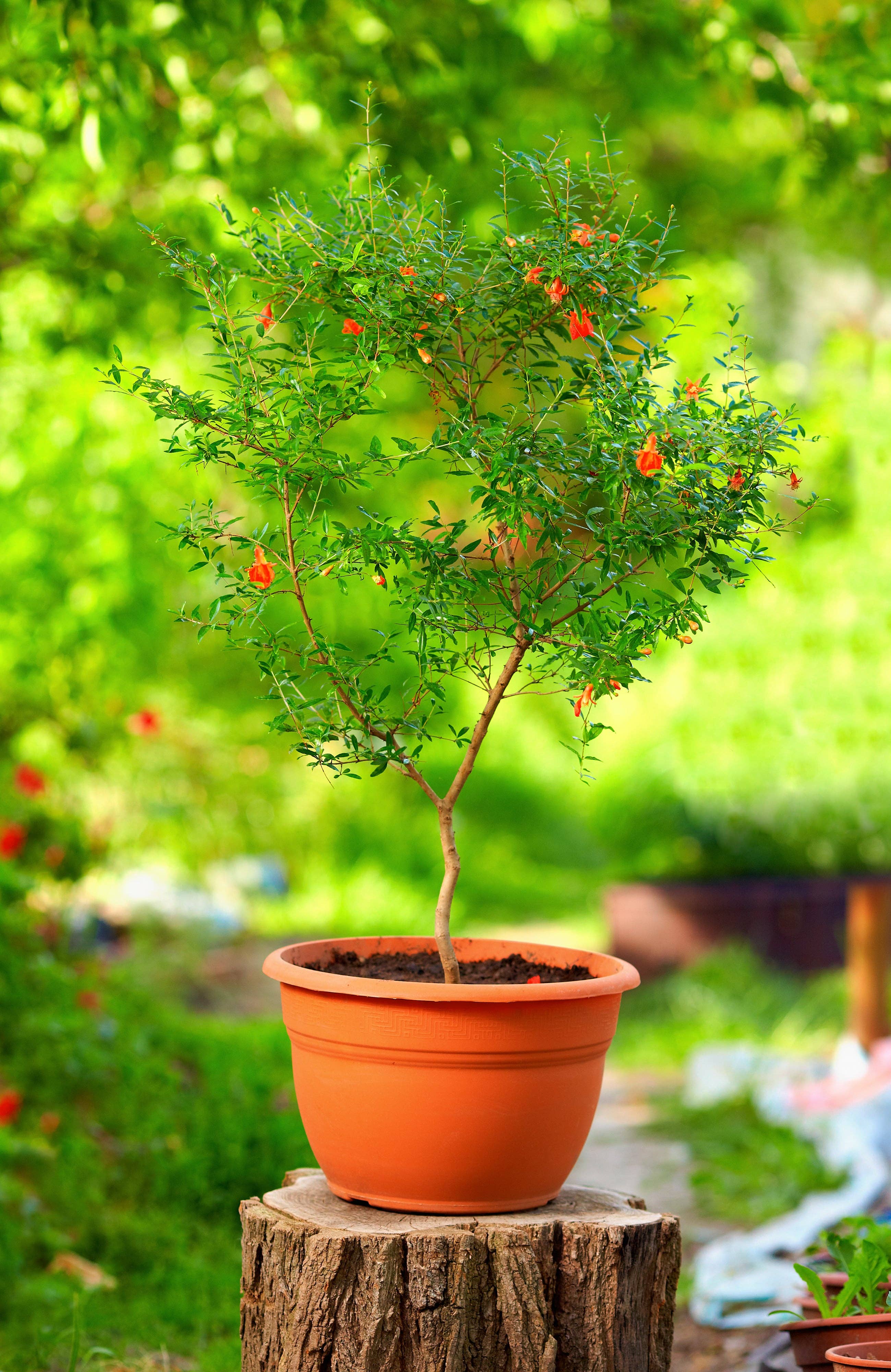 Lil Plot - Wholesale Plant Seeds - Pomegranate Tree Growing Kit1