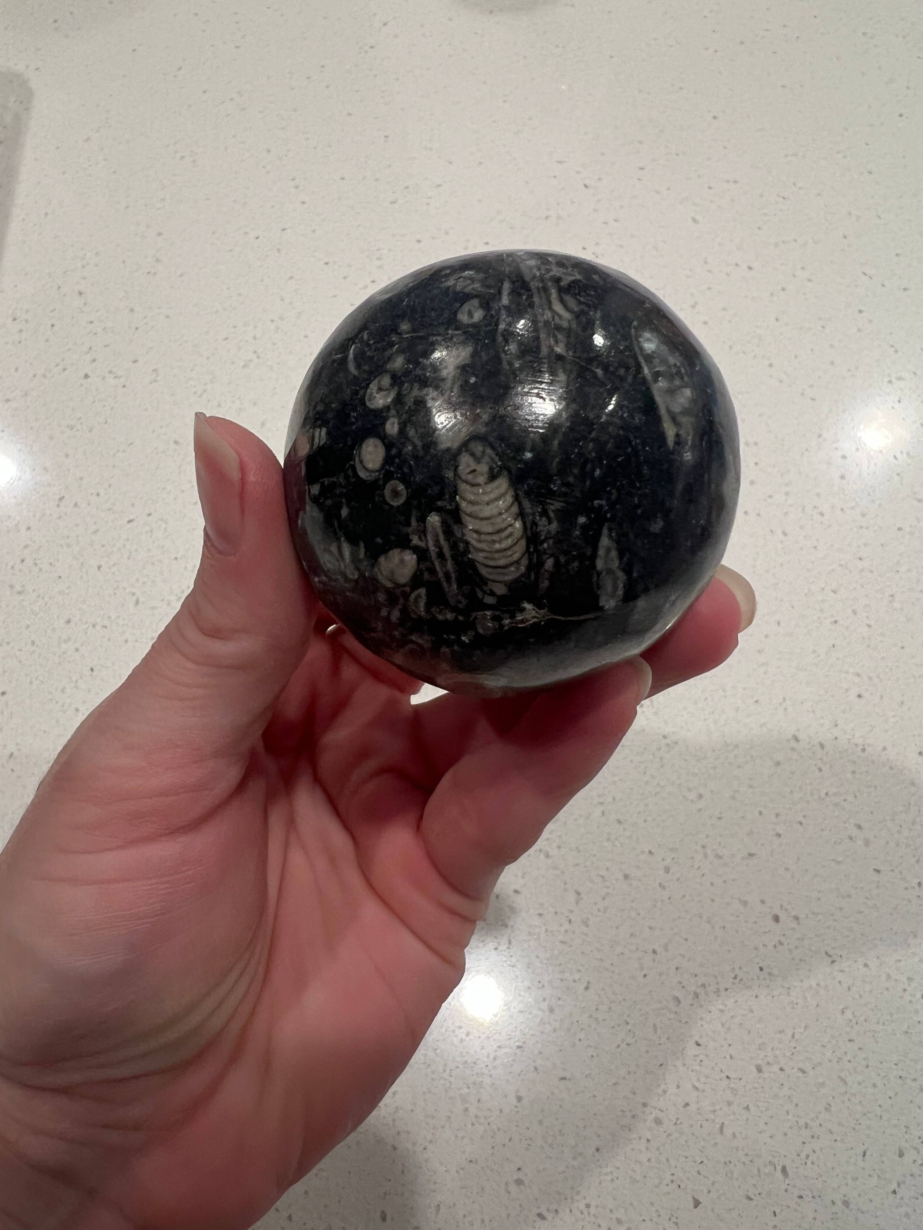 Only Crystals Remain - Vendita all'ingrosso Pietra/cristallo spirituale - Sfere di ortoceras Sfere di cristallo fossile1