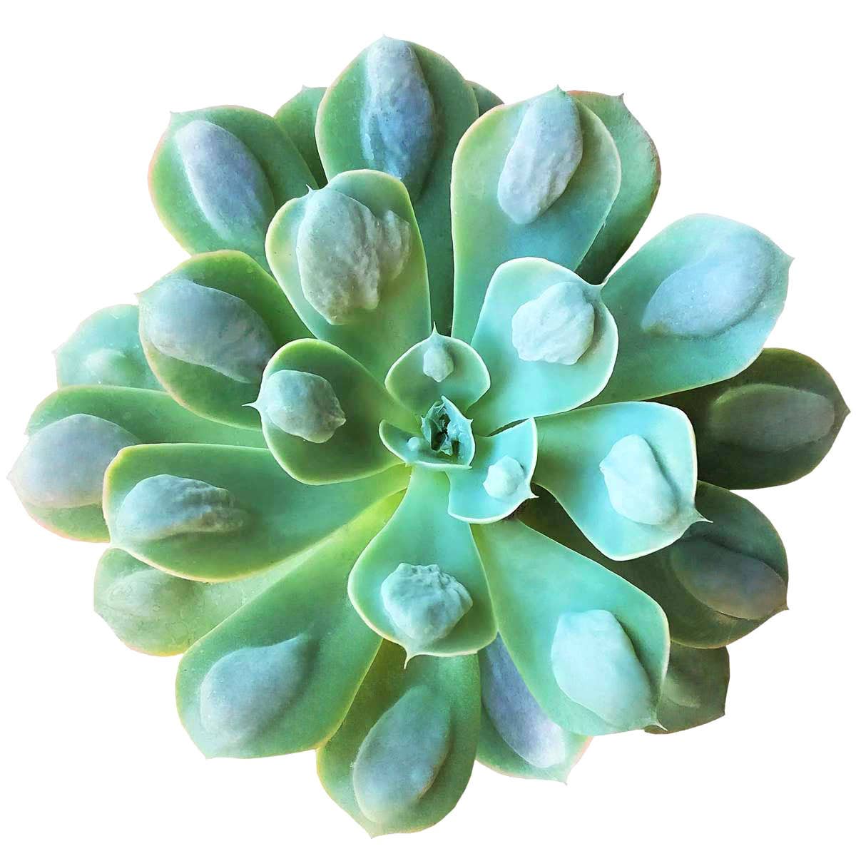 Best Plant Friend - Wholesale Succulent - Echeveria Raindrops - Unusual Succulent in 2in/4in Pot7