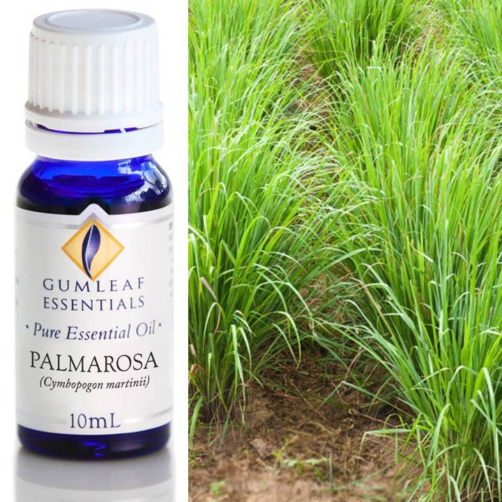 Palmarosa Essential Oil for wholesale by Buckley & Phillips Aromatics