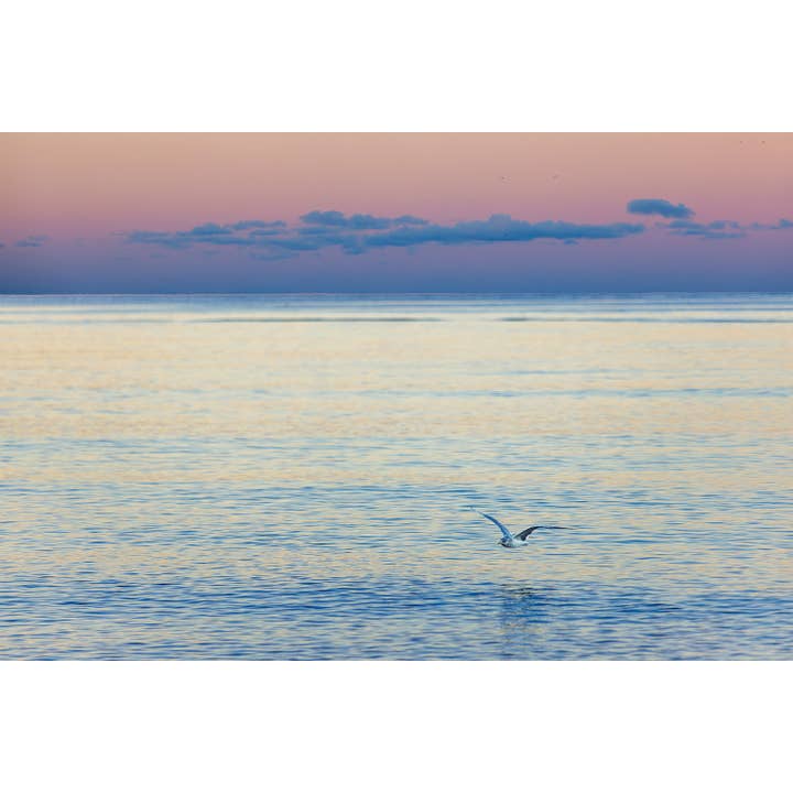 Cape Cod Wall Art: Seagull Flying at Sunset Art Prints for wholesale by Brooke T Ryan Photographic Art
