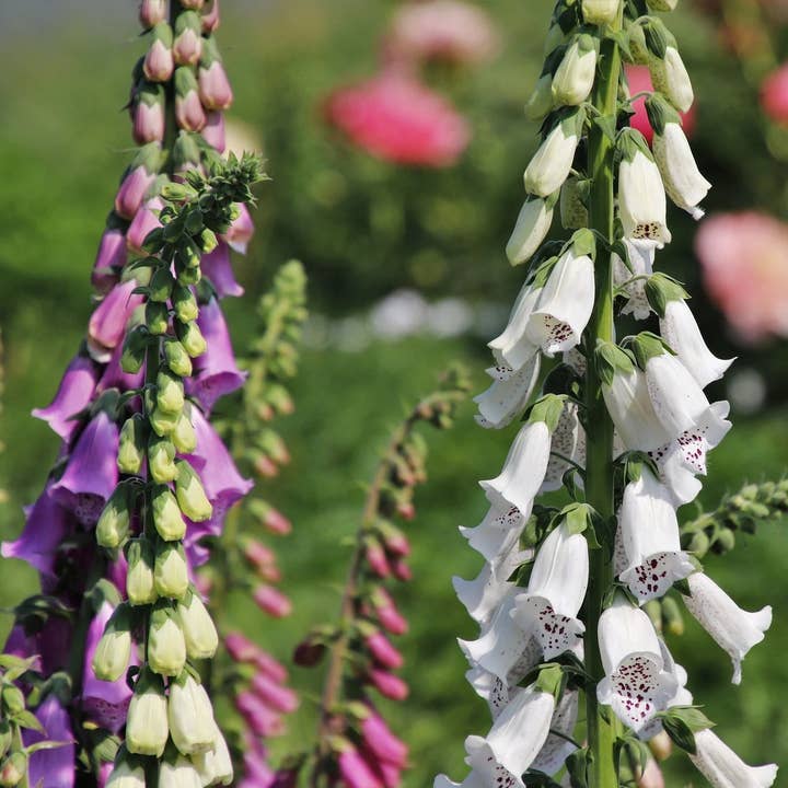 Foxglove Seeds - Excelsior Mix and other Purchase Wholesale foxglove. Free Returns & Net 60 Terms on Faire trending on Faire.