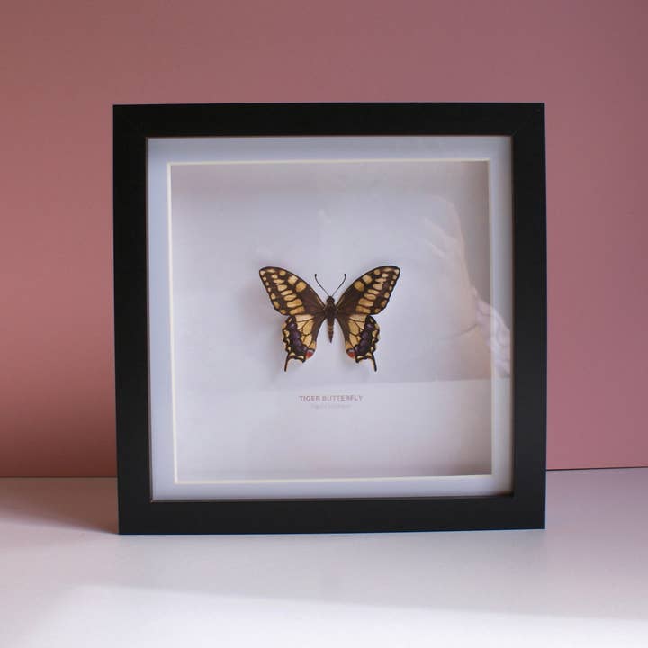Tiger Butterfly - Paper Taxidermy Frame for wholesale by Flutter & Fern