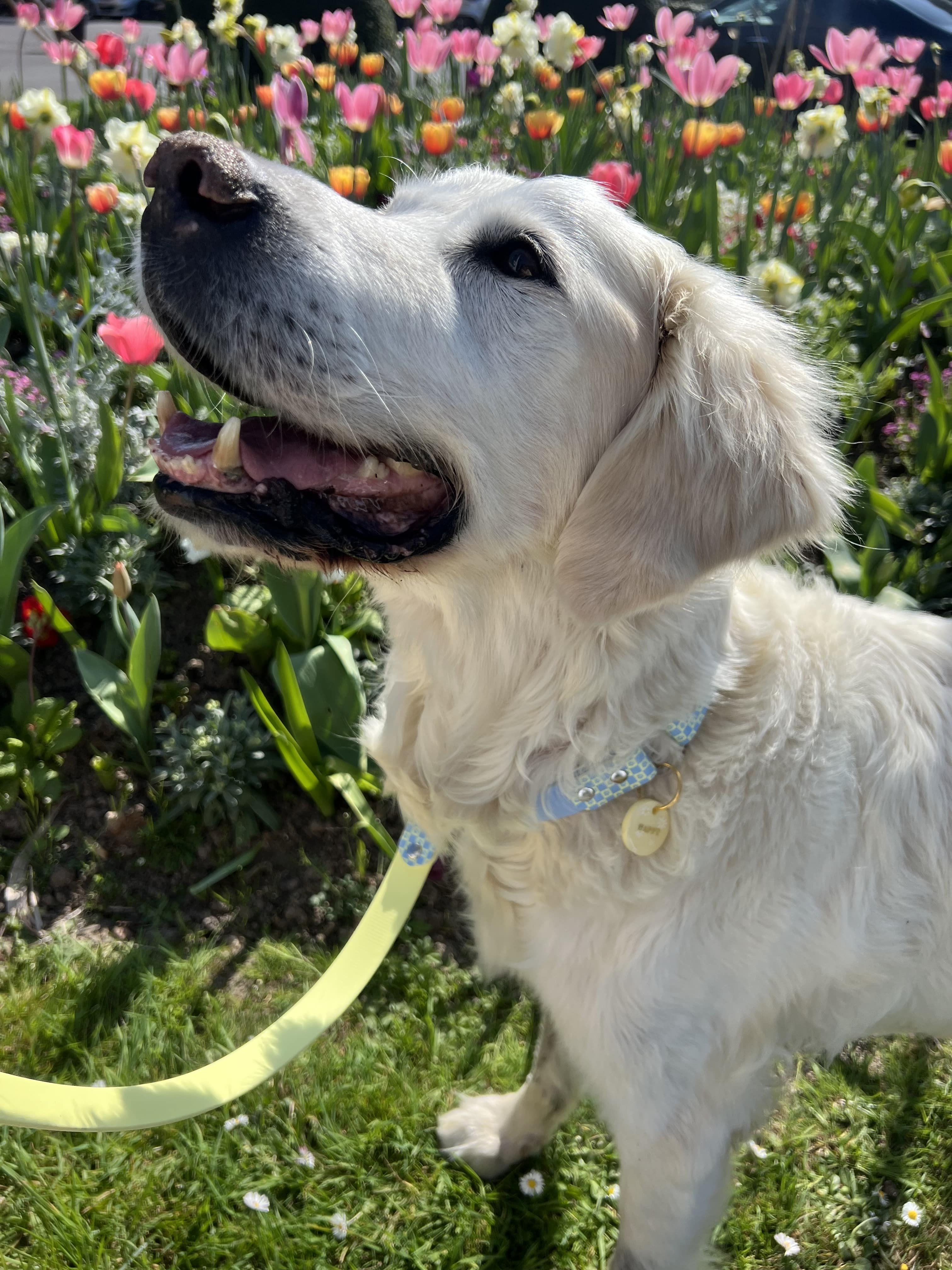 Splash By Happy - Wholesale Pet Collar - Dog - 🌼 Happy Flower 🌼5