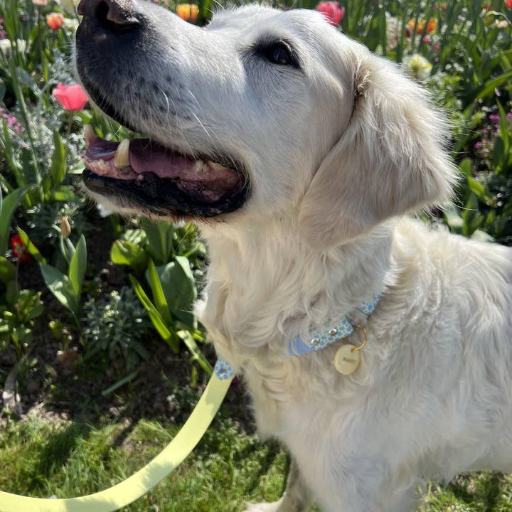 Splash By Happy - Wholesale Pet Collar - Dog - 🌼 Happy Flower 🌼5