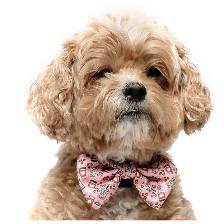 CAFÉ - NŒUD PAPILLON EN FORME DE COLLIER POUR CHIEN pour la vente par DAPPER DEXTER