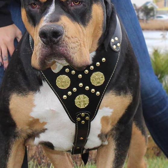 Harnais The Maximus noir et doré pour la vente par Serendipityfile