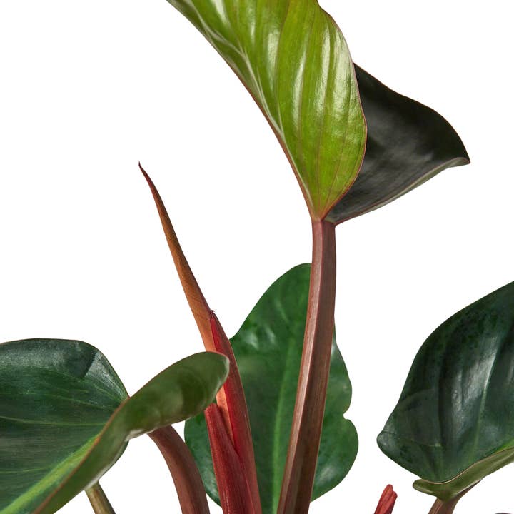 House Plant Wholesale - Wholesale Live Plant - Philodendron 'Congo Rojo' - 4" Pot1