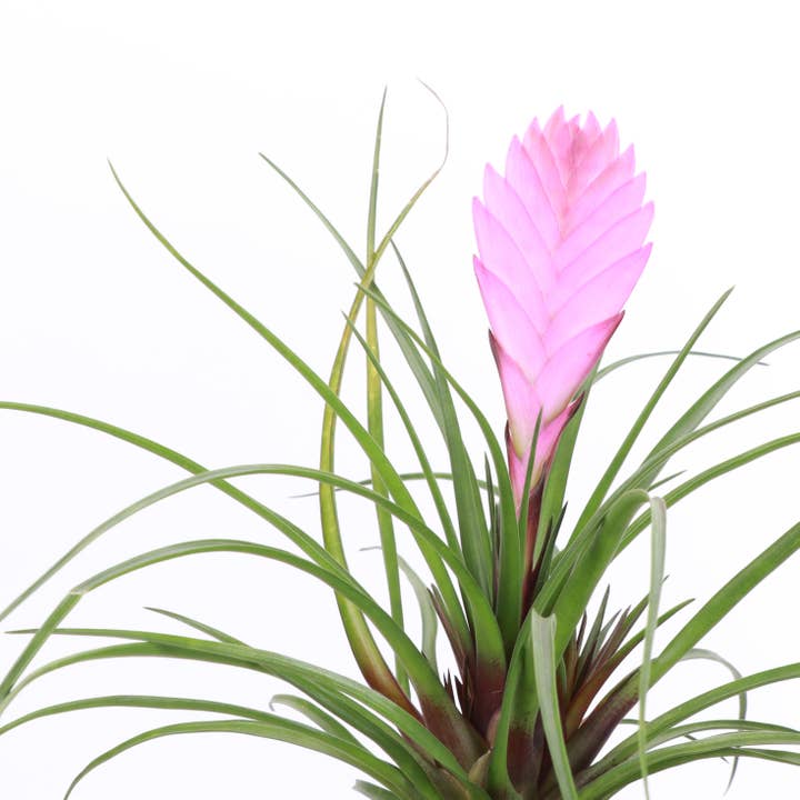 Thorsen's Greenhouse - Wholesale Live Plant - Pink Quill Bromeliad - 4" Live Plant4