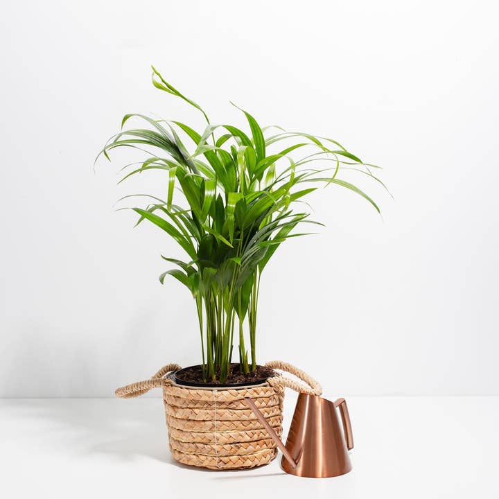 Lively Root - Wholesale Live Plant - Areca Palm Indoor Tree18