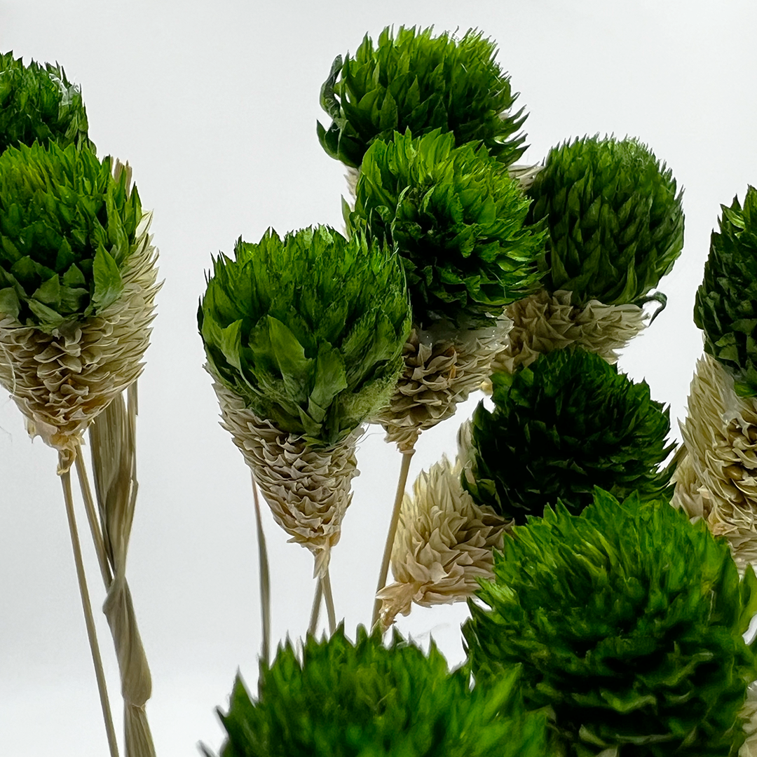 2626 Designs – Engroshandel Tørrede/pressede blomster – Tørret Gomphrena Globosa, 56-61 cm lang, 16 stk/bundt9