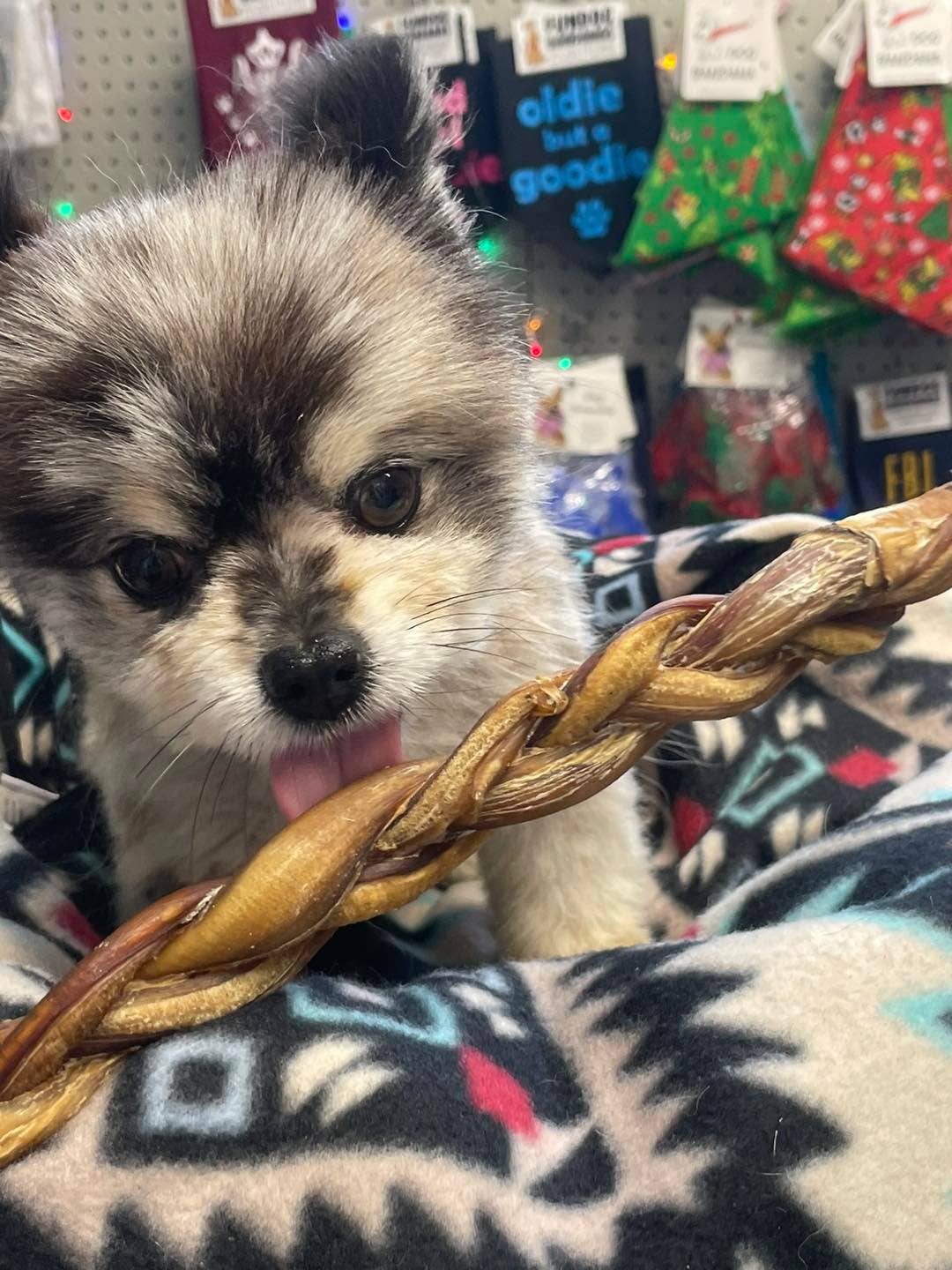 Dibo Pet Foods - Wholesale Pet Treats - Dog - Braided Bully Stick – Low Odor Pizzle – STANDARD - 12"4