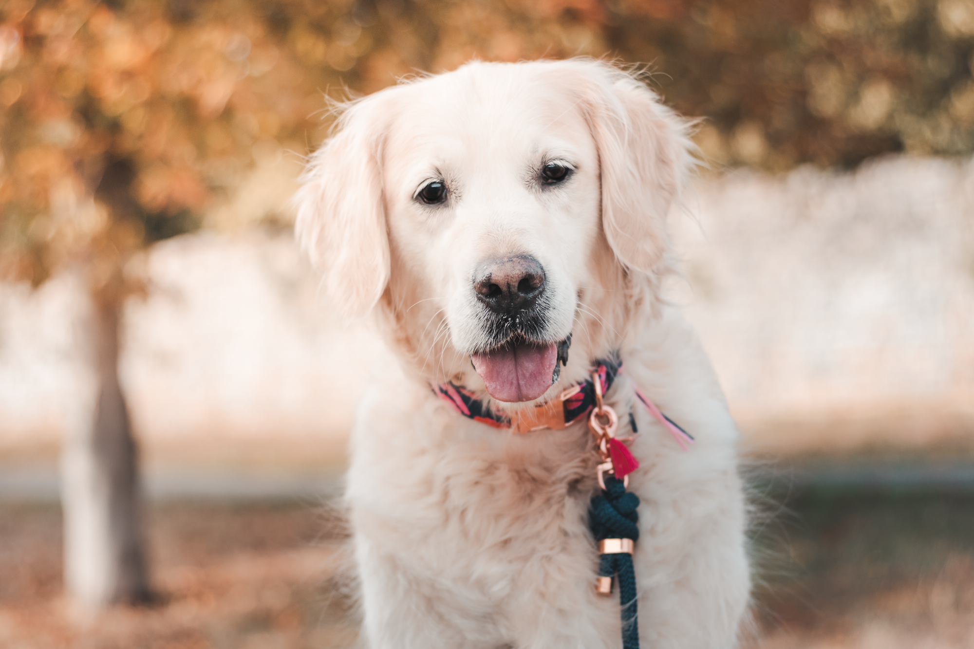 Frimousse Dog – Engroshandel Hundesnor - Hund – Frimousse Dog navyblåt paracord hundesnor1