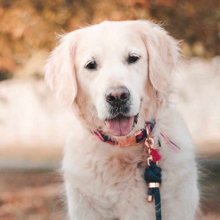 Frimousse Dog – Engroshandel Hundesnor - Hund – „Navy Blue“ paracord hundesnor1