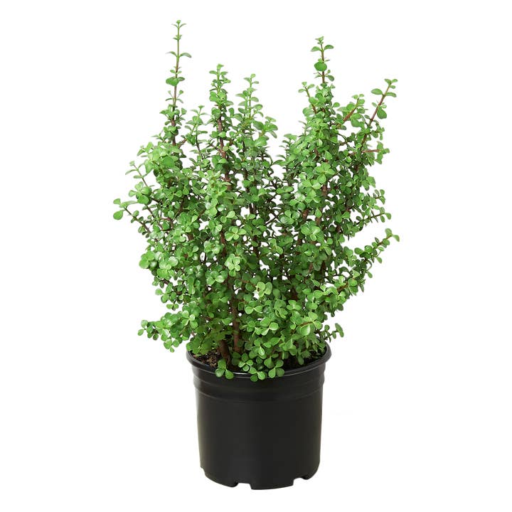 House Plant Wholesale - Wholesale Live Plant - SUCCULENT PORTULACARIA ELEPHANT BUSH 4-inch