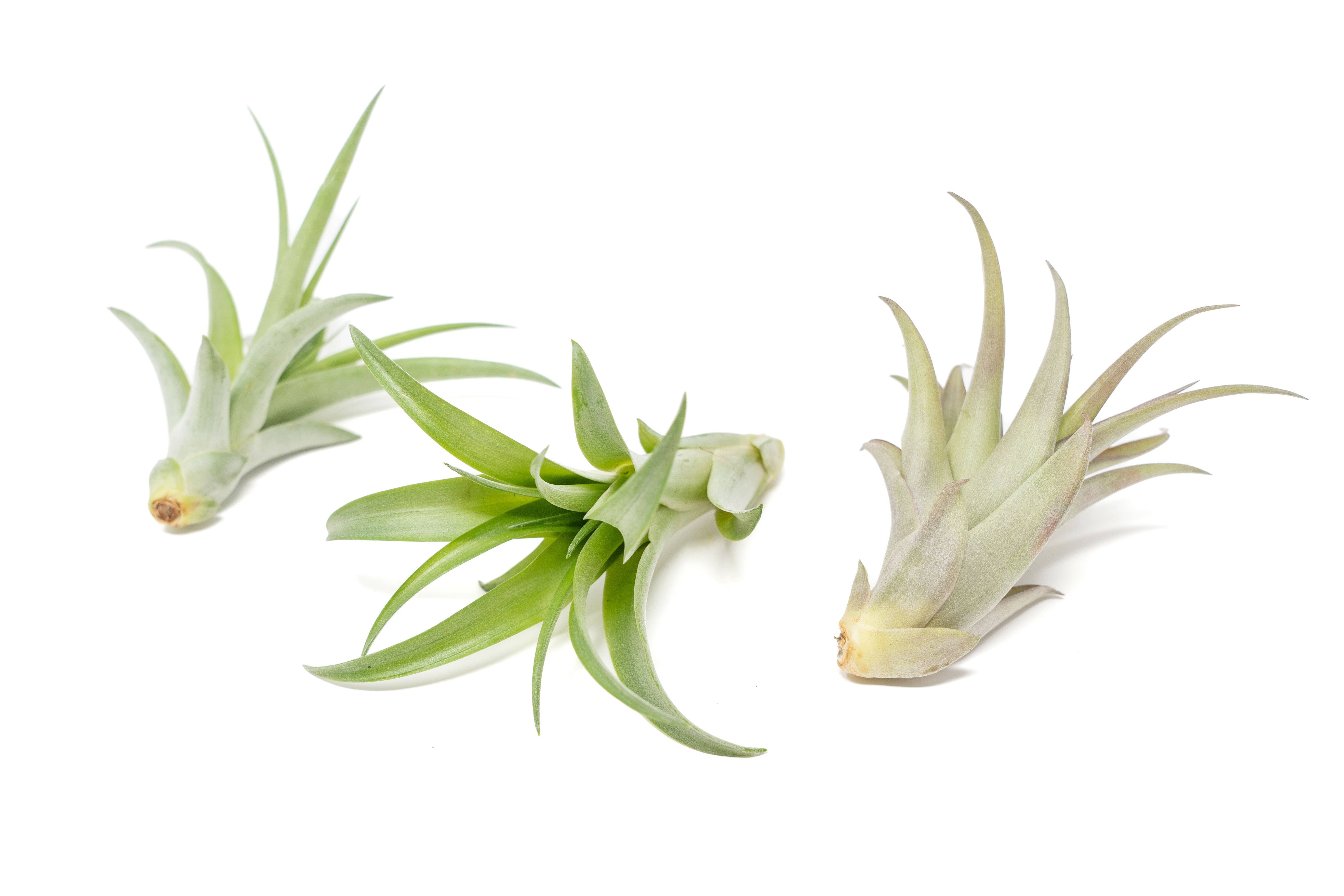 Air Plant Shop - Wholesale Live Plant - Large Tillandsia Abdita Air Plants1
