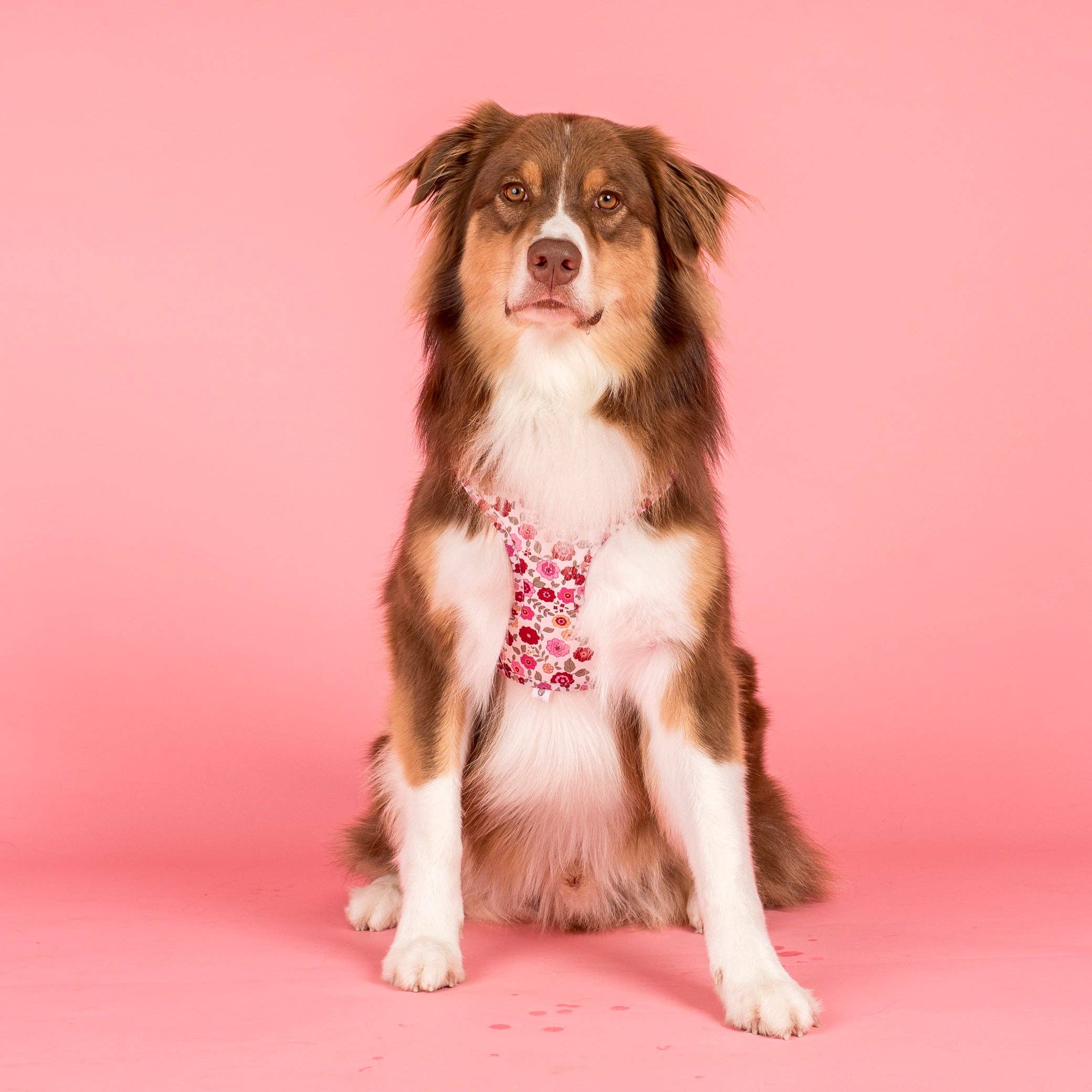 Pablo & Co. Boutique – Engroshandel Kæledyrssele – Hund – Primrose: Justerbart hundesele2