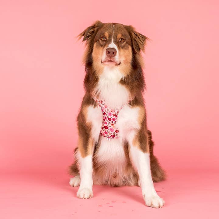 Pablo & Co. Boutique - Wholesale Pet Harness - Dog - Primrose: Adjustable Dog Harness2