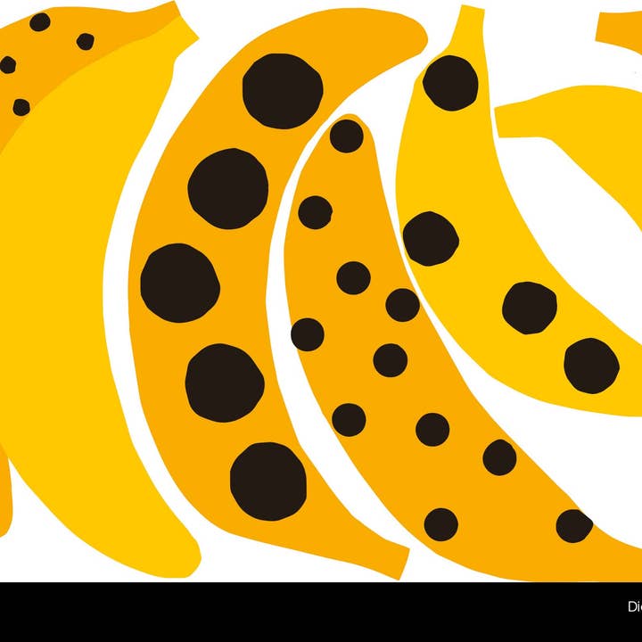 Schiffer Publishing - Wholesale Pre-school book (3–5) - The Chameleon: A Seek and Find Book4