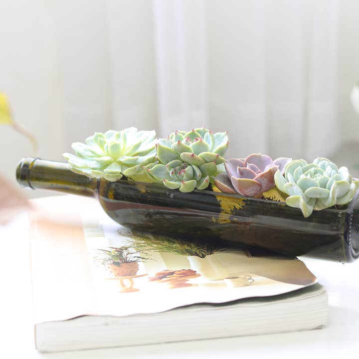 Best Plant Friend - Wholesale Succulent - Succulent Wine Bottle Arrangement - Live Succulents