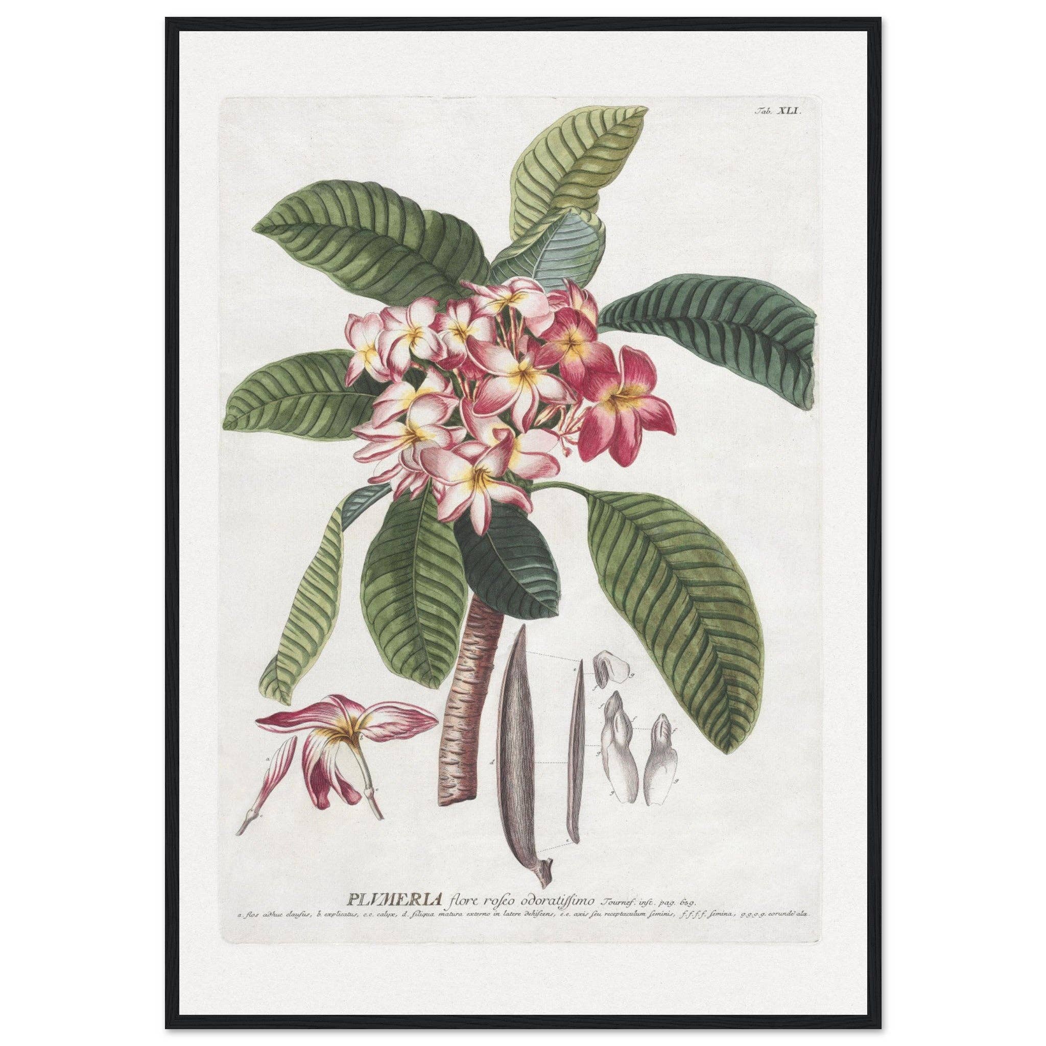 Maison de Paloma - Vendita all'ingrosso Stampa artistica - Plumeria17