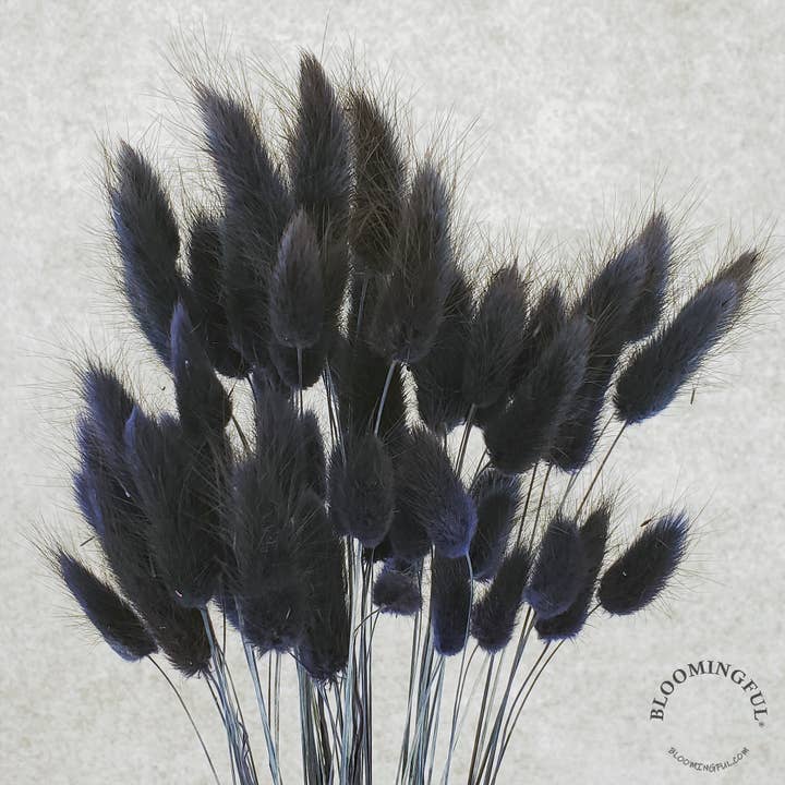BLOOMINGFUL.COM - Wholesale Dried/Pressed Flowers - Dried Bunny Tails, 50-60stems - Black/Light Black (135)