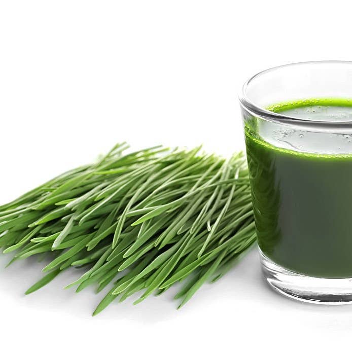 Sproutman - Wholesale Plant Seeds - Organic Wheatgrass Sprouting Seed