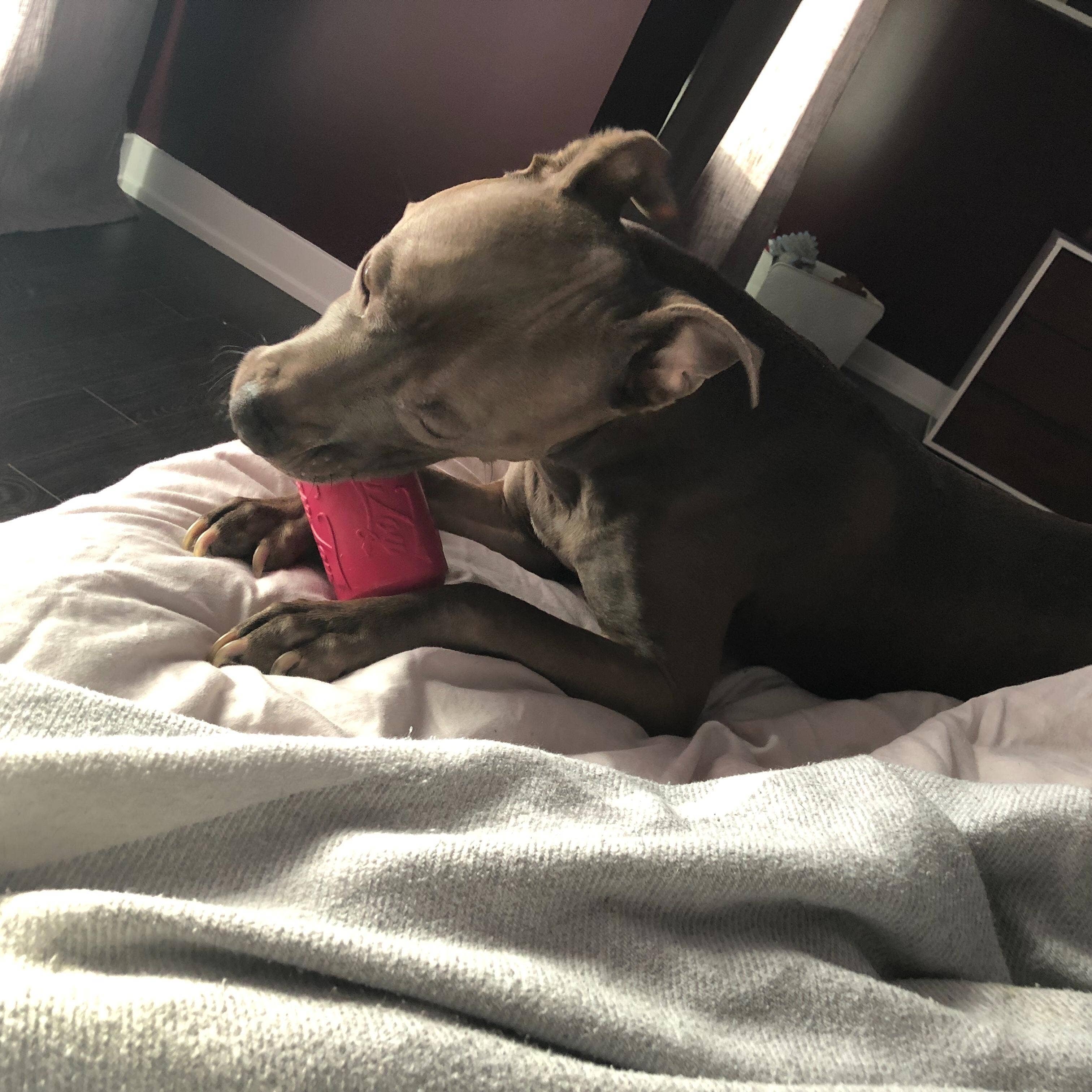 SodaPup Dog Toys - Vendita all'ingrosso Giocattolo da masticare - Cani - SP - Giocattolo per cuccioli, giocattolo da masticare, dispenser per dolcetti, colore: Rosa4