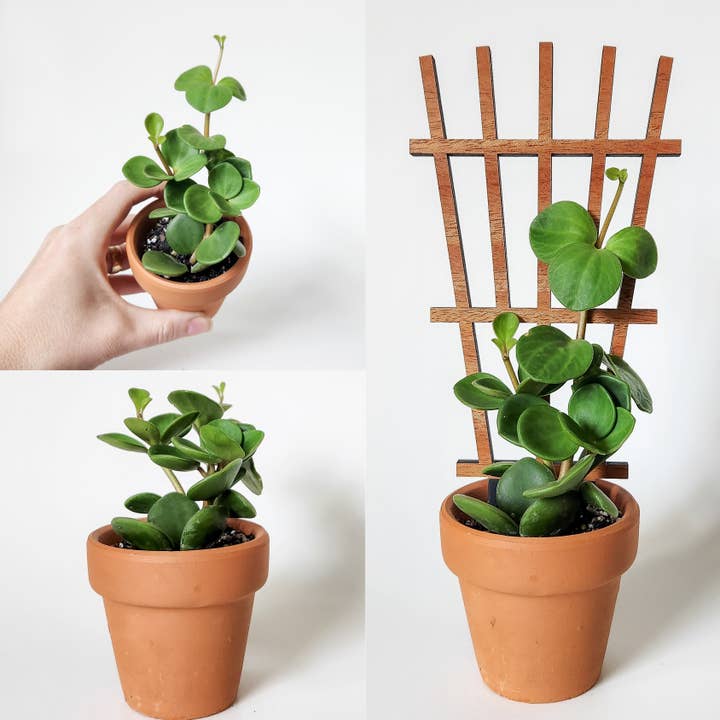 Leaf & Node - Wholesale Trellis - Garden Style Indoor Plant Trellis (Wood) (2 Sizes)4