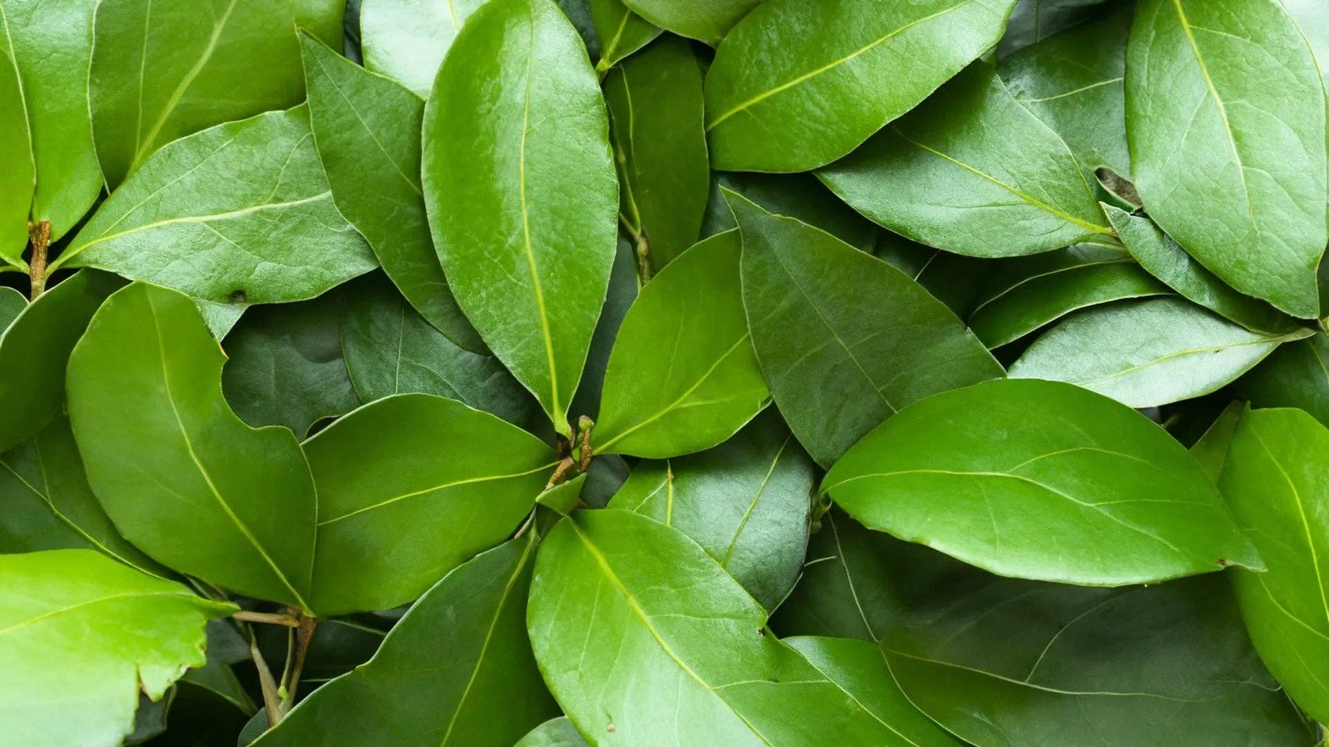 Royal Brand – wholesale Örter – LAGERBLAD 20g i en stor fin burk, utvalda hela lagerblad3