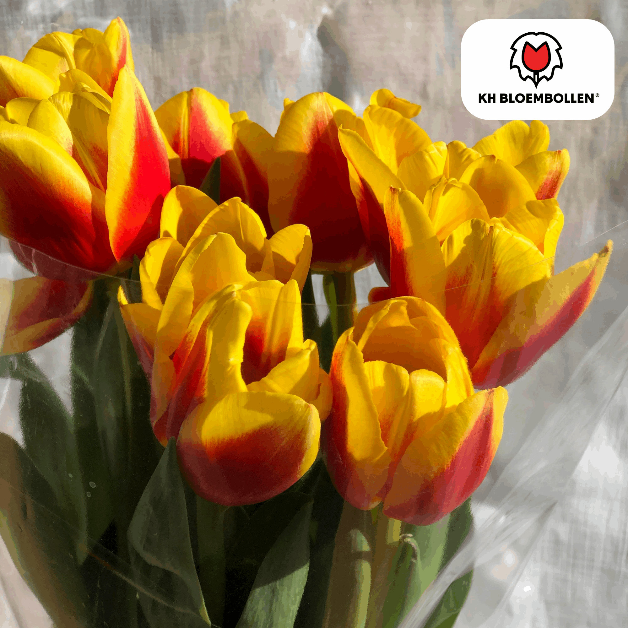 Oasis of Life – wholesale Live plant – Tulip Bulbs Jan Seignette – 20 Flower Bulbs – Red-Yellow Striped Tulip – Classic & Striking – For Garden & Pot2