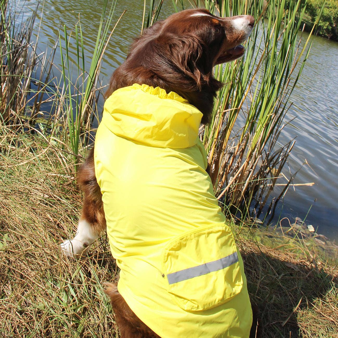 Doggie Design - Wholesale Pet Raincoat - Dog - Packable Raincoat - Yellow5