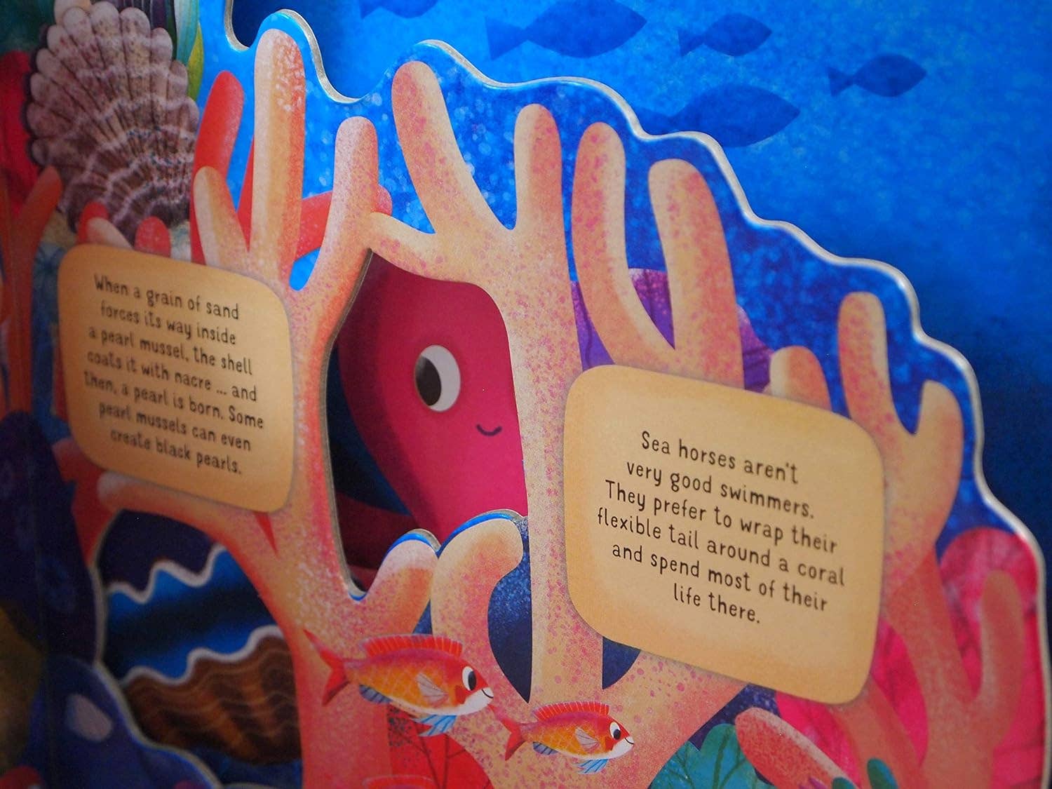 Fox Chapel Publishing - Vente Livre pour enfants de maternelle (de 3 à 5 ans) - À la découverte du monde secret : Coral Reef - Livre d'images pour enfants2