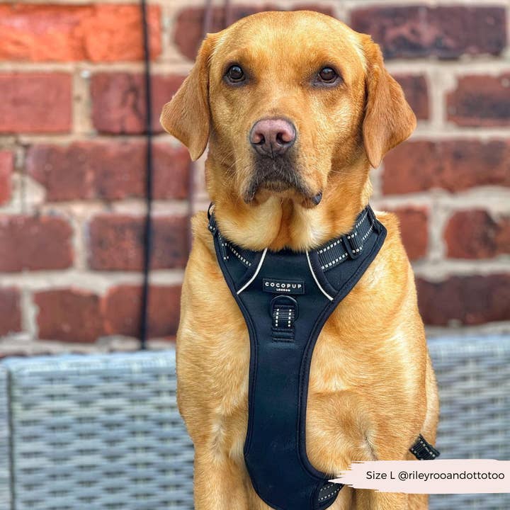 Cocopup London - Wholesale Pet Harness - Dog - Explore Harness - NAKD Liquorice11