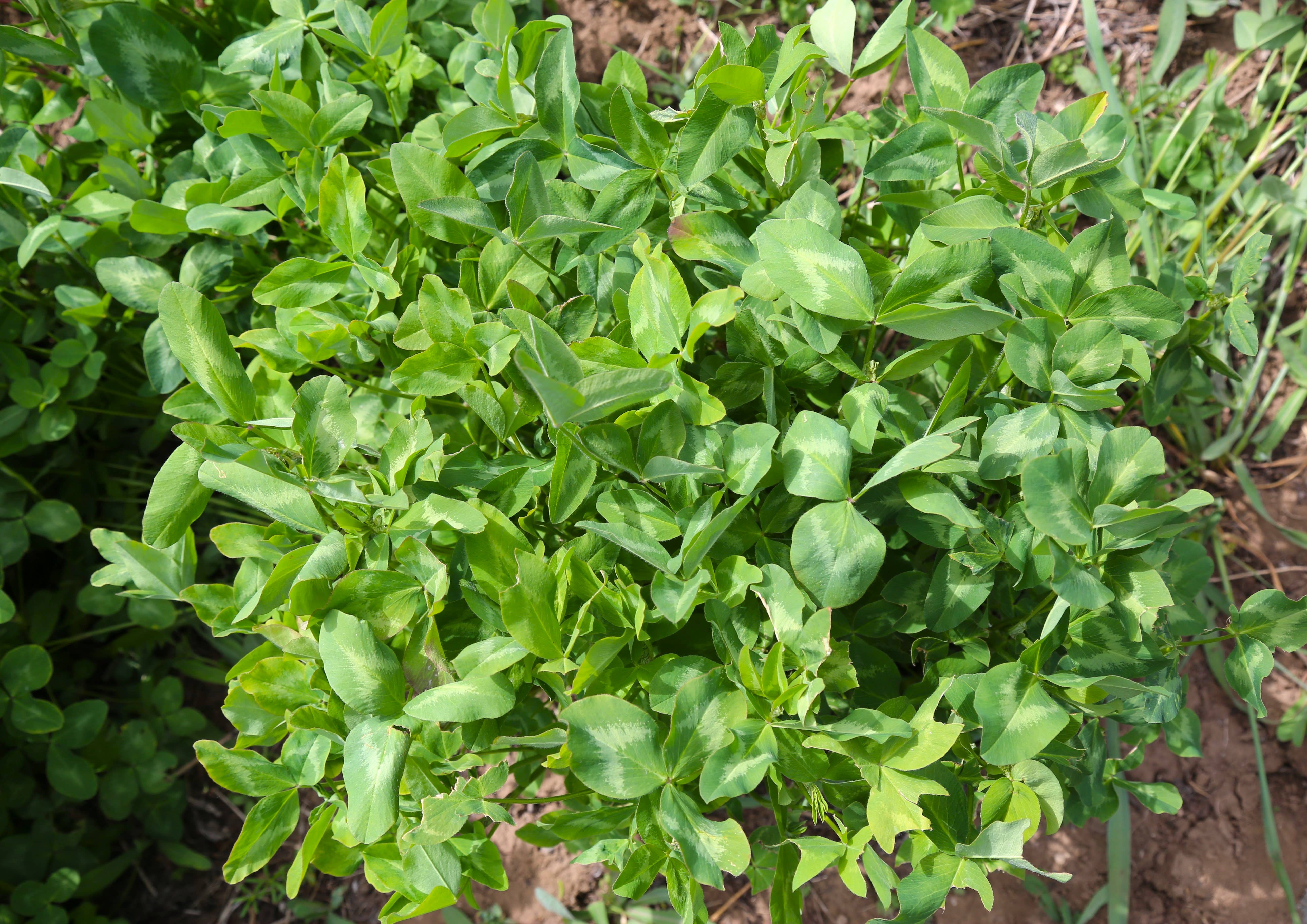 Bravo Tea - Vente Thés santé/détox - Tisane biologique Absolute Red Clover1