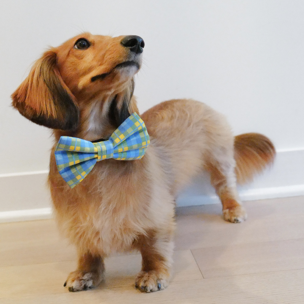 Poochie-Pets – wholesale Fluga - Hund – Southern Dog handgjorda flugor för hundar5