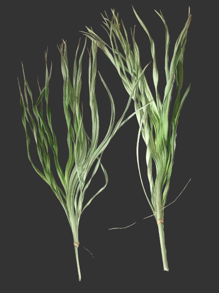 Dried Palmetto Stalks - Natural Palm Buds (2-Pack) for wholesale by Backwoods Foliage