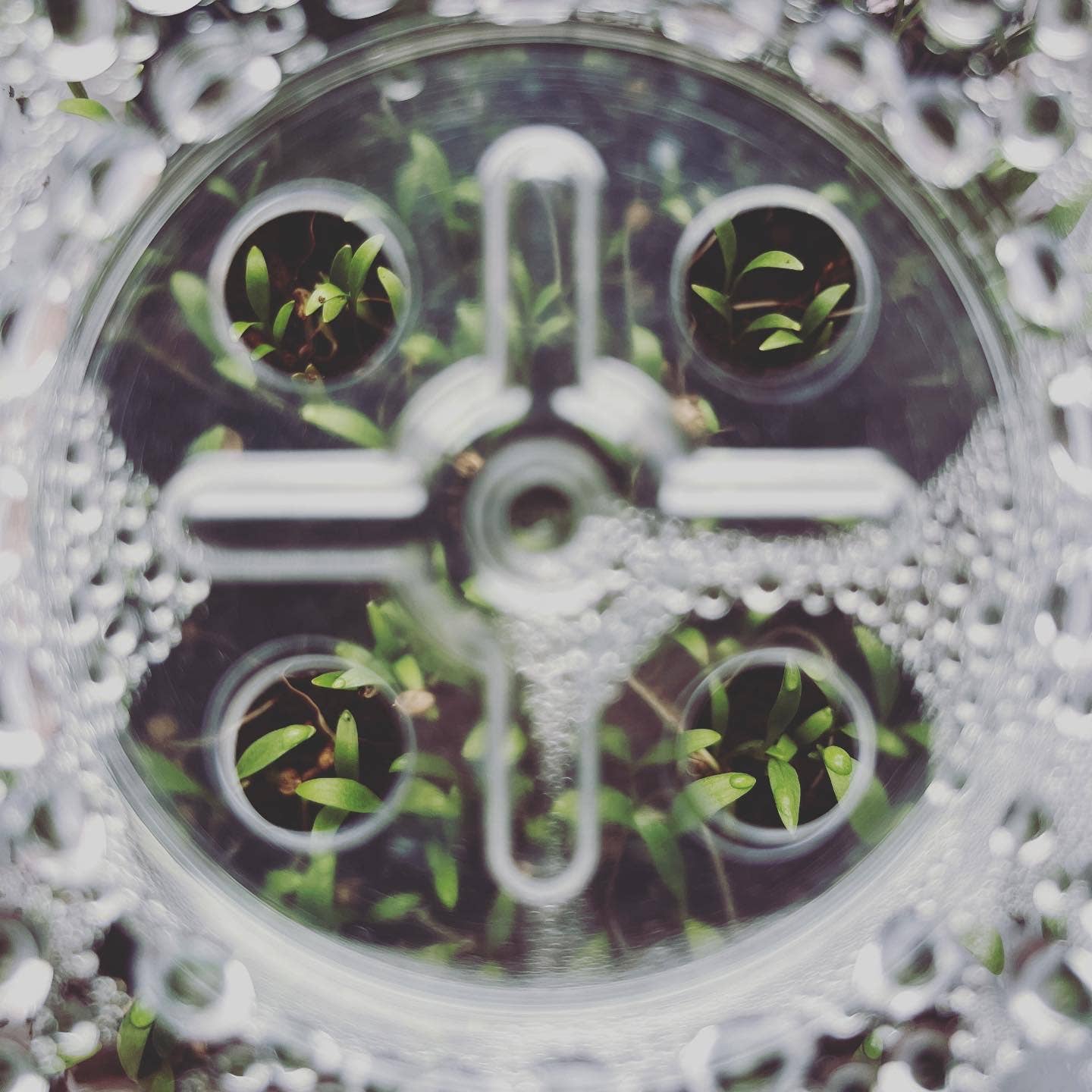 Seattle Seed Co. - Wholesale Plant Seeds - Microgreens and Seed-Starting Kit4