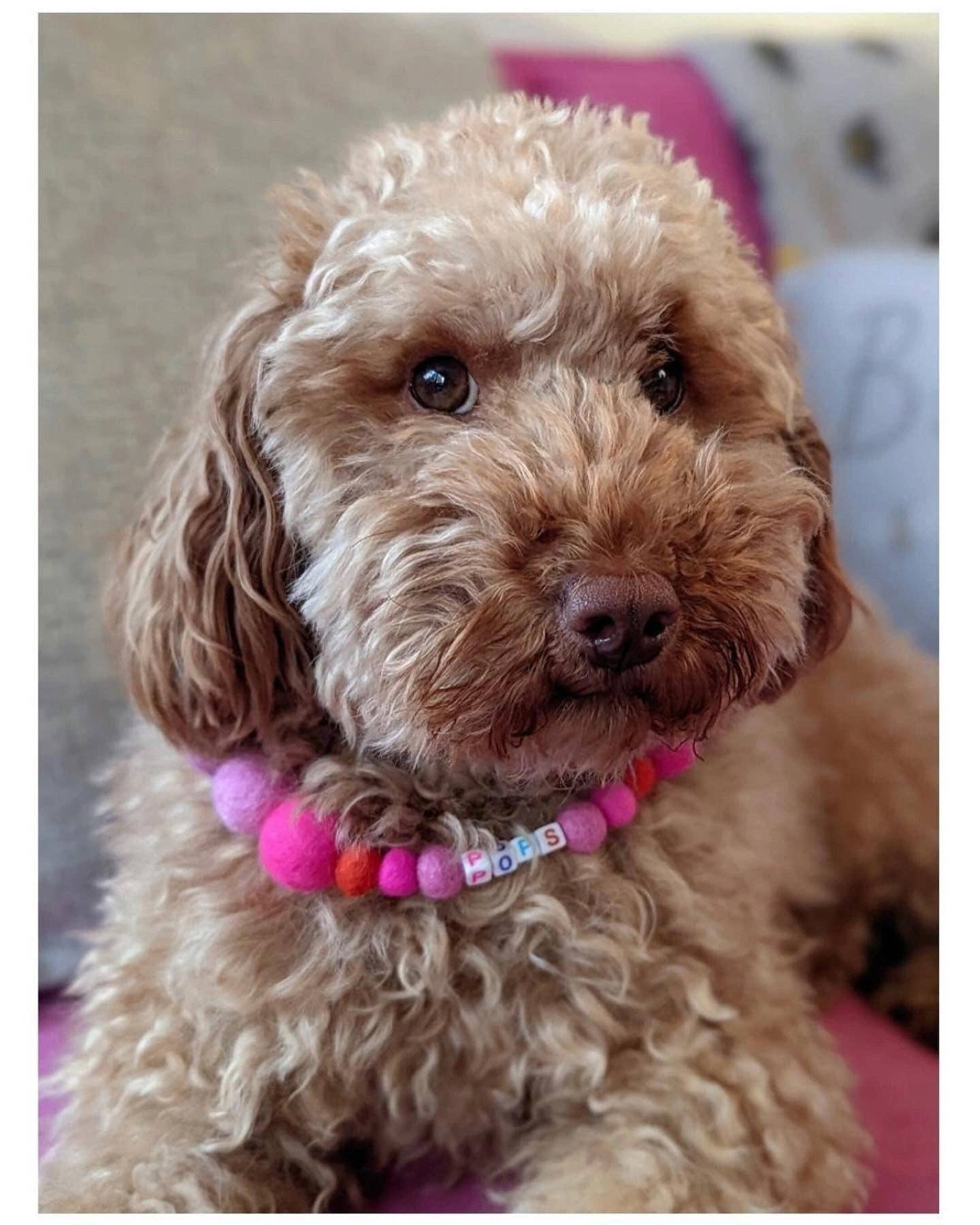 Puppies & Pom Poms - Wholesale Pet Collar - Dog - Pink - Personalised Pom Pom Dog Collar43