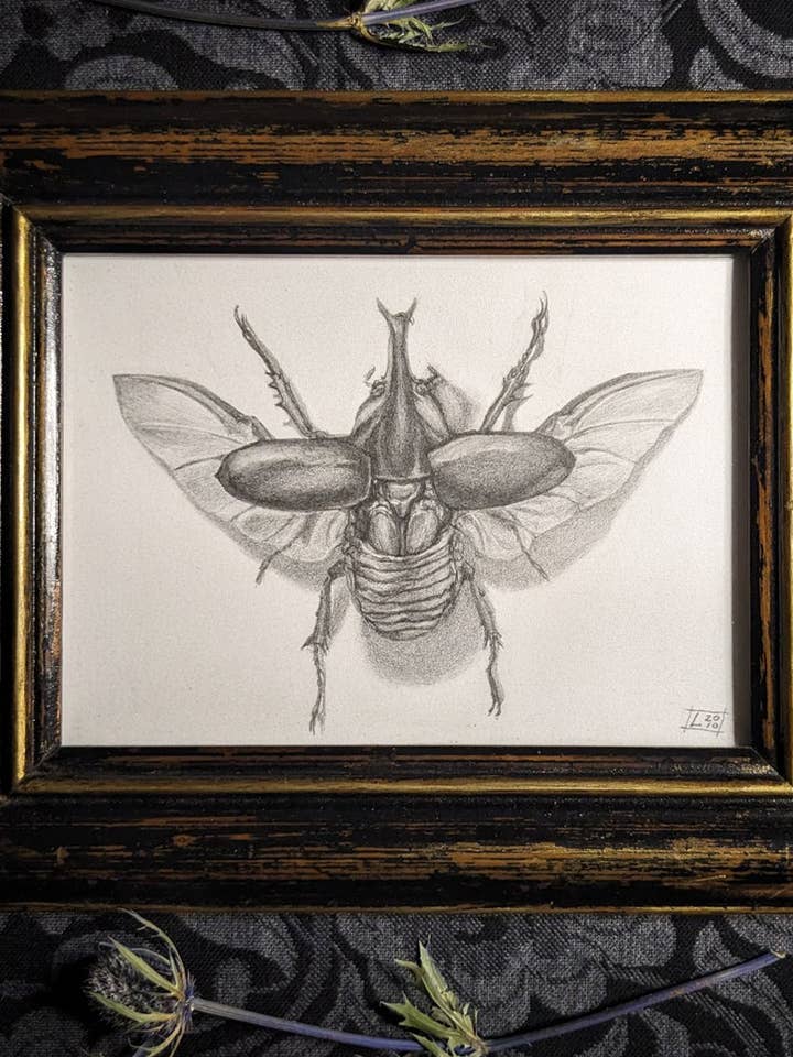 Winged - Rhino Beetle Original Drawing for wholesale by Studio Umbralux
