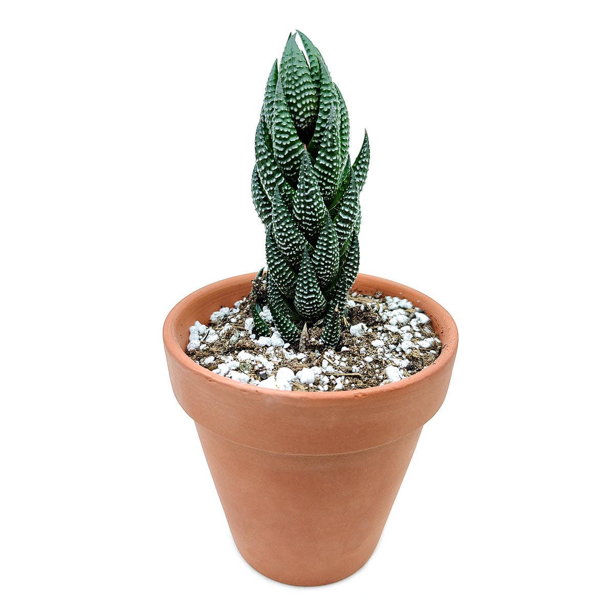 Best Plant Friend - Wholesale Succulent - Haworthia Pumila African Pearl Succulents Plant 2/4in Pot4