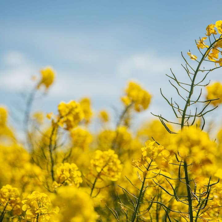 Broighter Gold Rapeseed Oil – Óleo de cozinha por atacado – Óleo de Colza Infundido com Fumo de Nogueira Broighter Gold - Caixa de 92