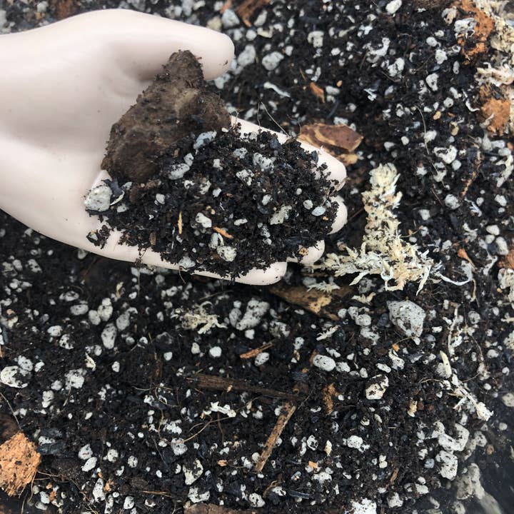 Rooting For You Plant Nursery - Wholesale Planting/Potting Soil - Alocasia Colocasia Caladium Premium Potting Mix4