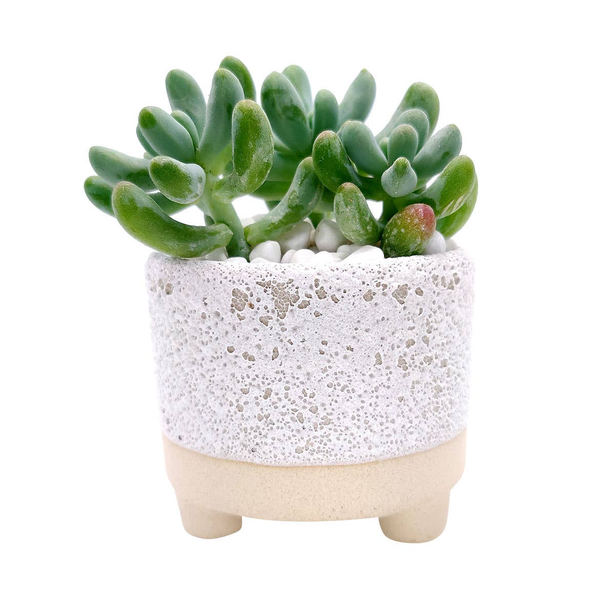 Best Plant Friend - Wholesale Plant Pot - Cute Footed Pot - Succulent Planter
- Ceramic Pots For Plant0
